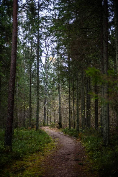 Route de gravier romantique dans la forêt d'arbres verts — Photo