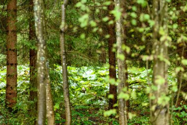 ağaç gövde dokular doğal ortamda