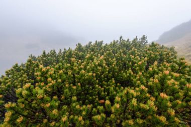 parkta sonbahar renkli ağaçlar
