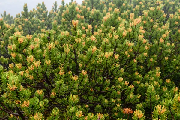 Herfst gekleurde bomen in het park — Stockfoto