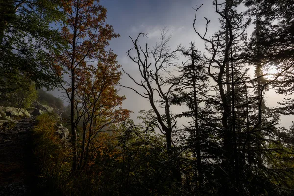 Ağaç gövde dokular doğal ortamda — Stok fotoğraf