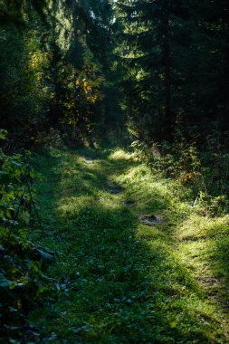 ağaç gövde dokular doğal ortamda