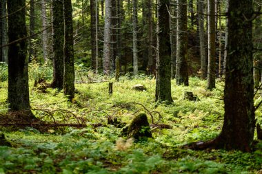 ağaç gövde dokular doğal ortamda