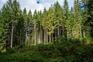 ağaç gövde dokular doğal ortamda