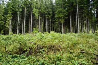 ağaç gövde dokular doğal ortamda