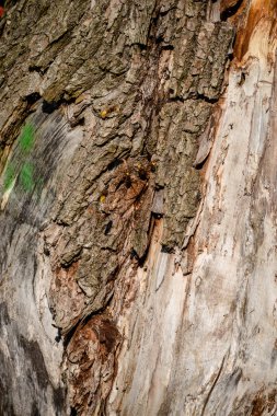 ağaç gövde dokular doğal ortamda