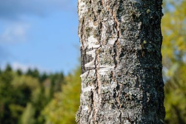 ağaç gövde dokular doğal ortamda