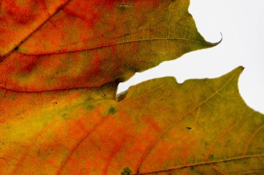 sonbahar renkli ağaç parkta yaprak