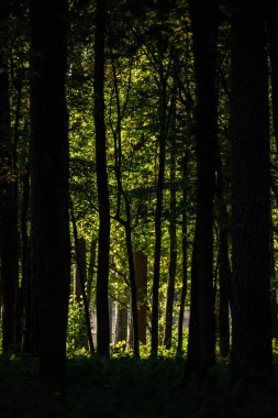 ağaç gövde dokular doğal ortamda