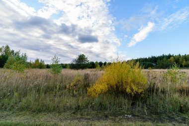 parkta sonbahar renkli ağaçlar