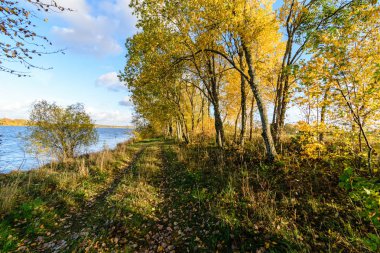 ağaç gövde dokular doğal ortamda