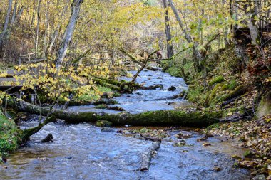 Sonbaharda dağ nehri