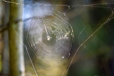 çiğ damlaları ile güzel spiderweb