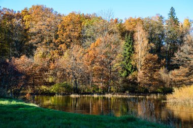 sonbahar renkli ağaç parkta yaprak