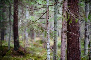 ağaç gövde dokular doğal ortamda