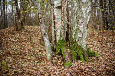 ağaç gövde dokular doğal ortamda