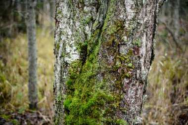 sonbahar renkli ağaç parkta yaprak