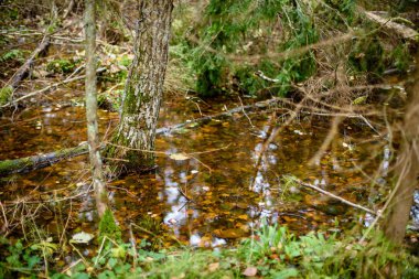 sonbahar renkli ağaç parkta yaprak