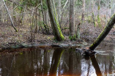 Sonbaharda dağ nehri