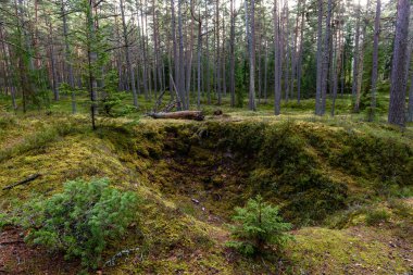 ağaç gövde dokular doğal ortamda