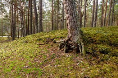 ağaç gövde dokular doğal ortamda