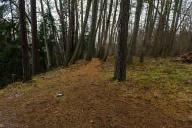 ağaç gövde dokular doğal ortamda