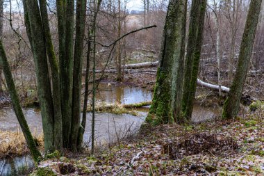 ağaç gövde dokular doğal ortamda