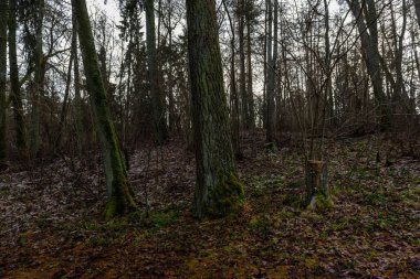 ağaç gövde dokular doğal ortamda