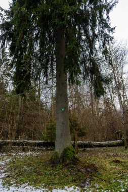 ağaç gövde dokular doğal ortamda