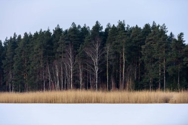 çıplak Orman ağaçları karlı manzarada dondurulmuş