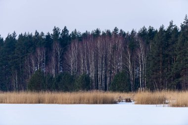 çıplak Orman ağaçları karlı manzarada dondurulmuş