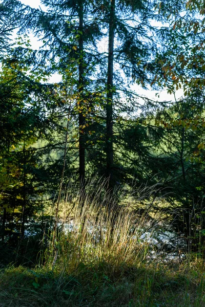 Texturas del tronco del árbol en ambiente natural —  Fotos de Stock