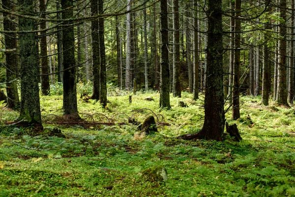 Texture del tronco d'albero in ambiente naturale — Foto Stock