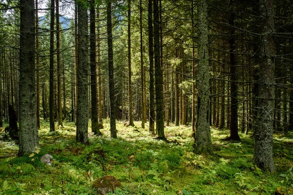 Texturas del tronco del árbol en ambiente natural —  Fotos de Stock