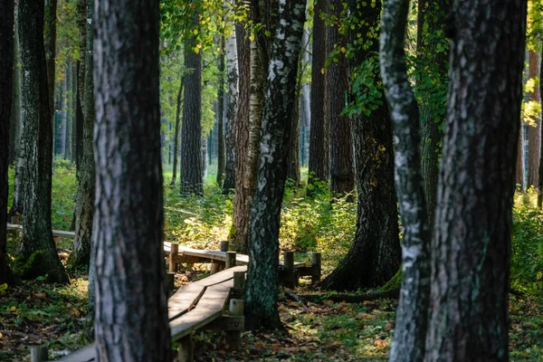 Texturas de tronco de árvore em ambiente natural — Fotografia de Stock
