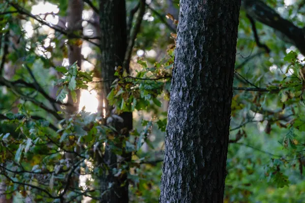 Текстуры ствола дерева в естественной среде — стоковое фото