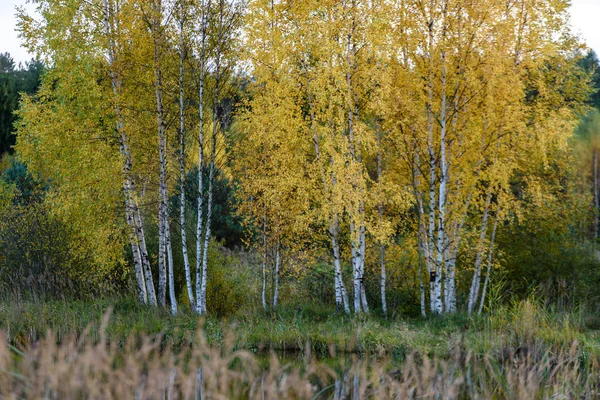 Syksyn värilliset puut puistossa — kuvapankkivalokuva