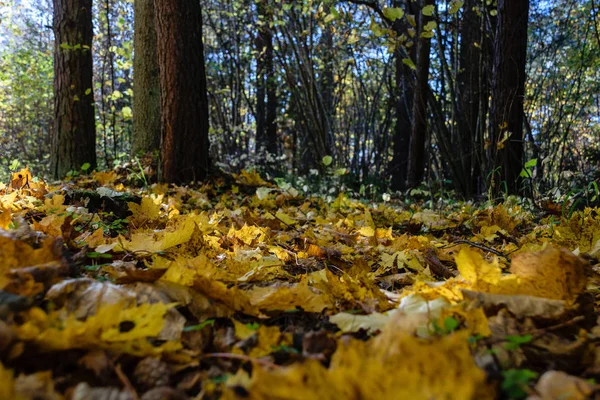 Autunno foglie di albero colorate nel parco — Foto Stock