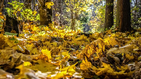 Autunno foglie di albero colorate nel parco — Foto Stock