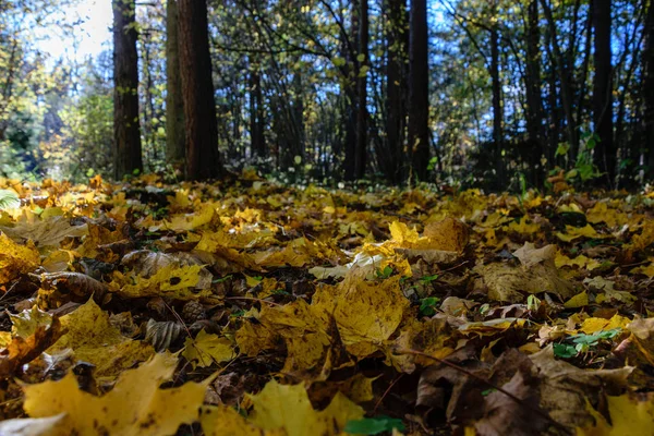 Autunno foglie di albero colorate nel parco — Foto Stock