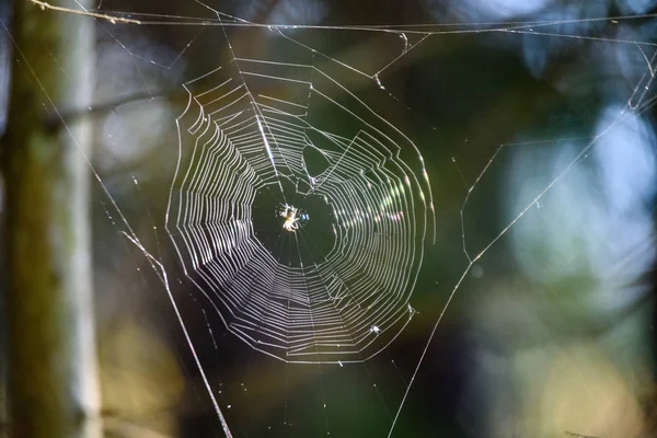 Beautiful spiderweb with dew drops — Stock Photo, Image
