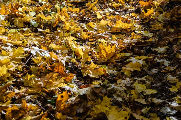 Listy podzim barevný strom v parku — Stock fotografie