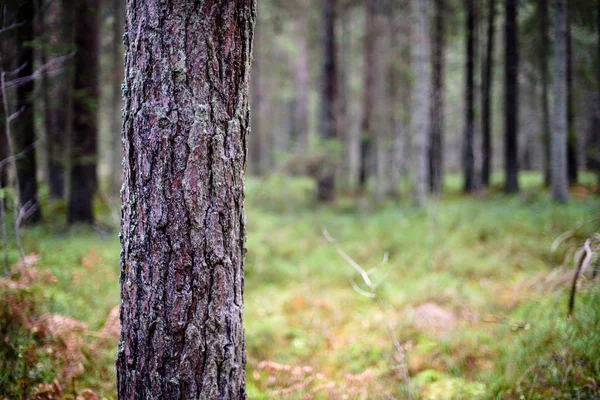 Tree trunk textures in natural environment — Stock Photo, Image