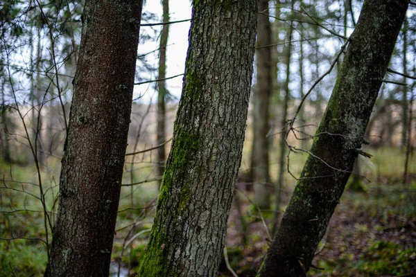 Tree trunk texturen in natuurlijke omgeving — Stockfoto