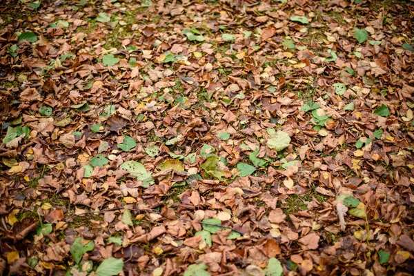 Outono folhas de árvores coloridas no parque — Fotografia de Stock