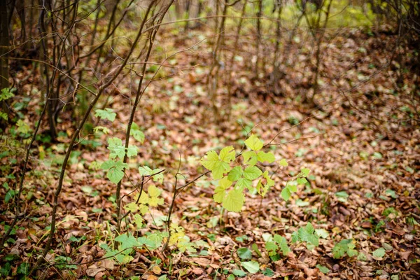 Осінні кольорові листя дерева в парку — стокове фото