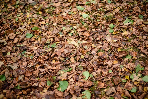 Осенние листья деревьев в парке — стоковое фото