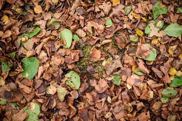 Jesienią kolorowe drzewa liści w parku — Zdjęcie stockowe