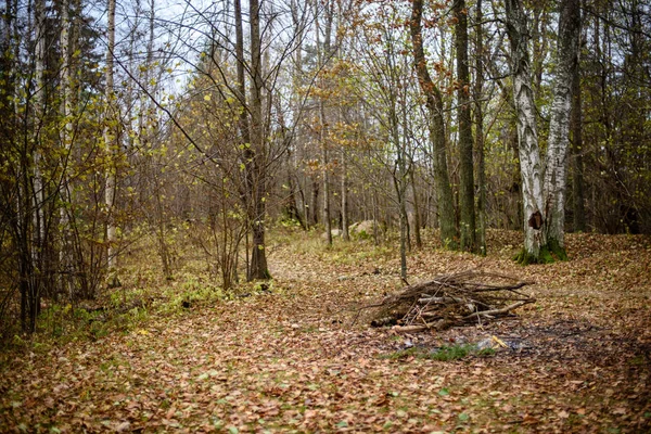 Texturas de tronco de árvore em ambiente natural — Fotografia de Stock