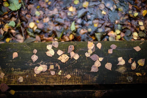 Höstens löv färgade i parken — Stockfoto